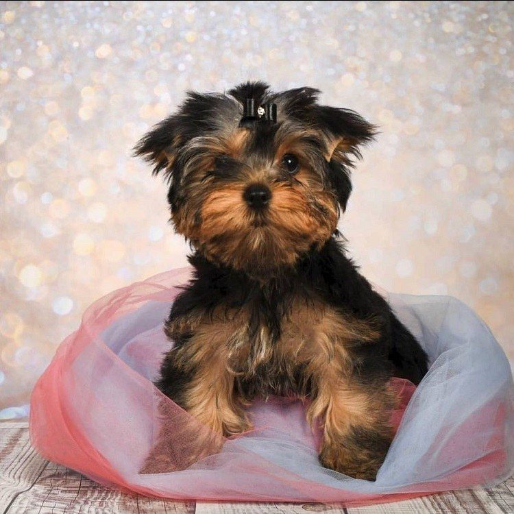 yorkie puppies for sale in georgia