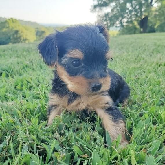 yorkie puppies for sale in alabama